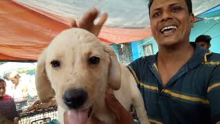 Galiff Street Pet Market Kolkata On 17 April l Galiff Street Pet Market Seller Rajuda by SwaRun Together 5,965 views 2 years ago 6 minutes, 46 seconds