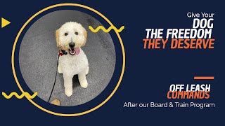 Golden Doodle ~Stella~ Off Leash K9 Training Maryland ~ Board and Train
