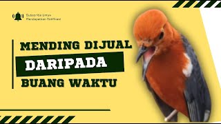 Download Lagu MACETAN PASTI NYAUT, ANIS MERAH GACOR INI 1000% JITU TUK PANCINGAN ANIS MERAH MACET BIAR BUNYI | 29 MP3