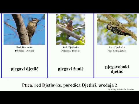 Video: Pjegavi djetlić je vješta ptica