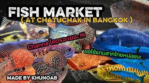 บรรยากาศตลาดปลาลานเร่ ณ สวนจตุจักร วันพุธ ❤️ ( Fish Market at Chatuchak in Bangkok )