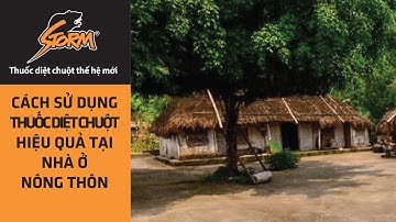 Cách sử dụng thuốc diệt chuột hiệu quả tại nhà ở nông thôn