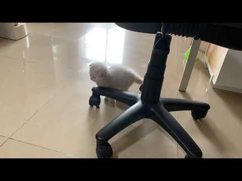 Bé mèo Anh lông ngắn lớn dạy em mèo bé cách chơi bóng giấy | Funny cat
