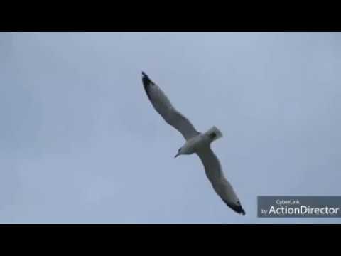 SUARA BURUNG CAMAR | WAVE \u0026 SEAGULL SOUND #Seagull #burungcamar
