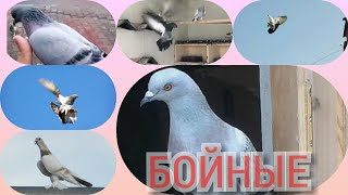 БОЙНЫЕ ГОЛУБИ УЙИНЧИ КАБУТАР