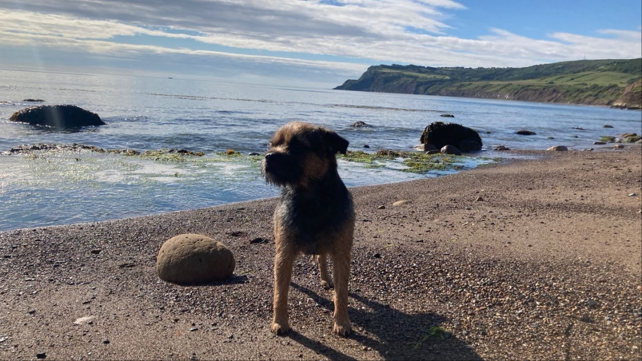 Border Terrier Gizmo goes to Robin Hood's Bay in Yorkshire  