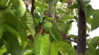 Marc Suderman #265 | Brooks Tulare cherries | 3/25/13 Wealth