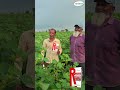 🚀 "વૃદ્ધિમાં તેજી, ઉત્પાદનમાં વધારો🌾 – R‑potash આપશે ખાસ લાભો⚡"