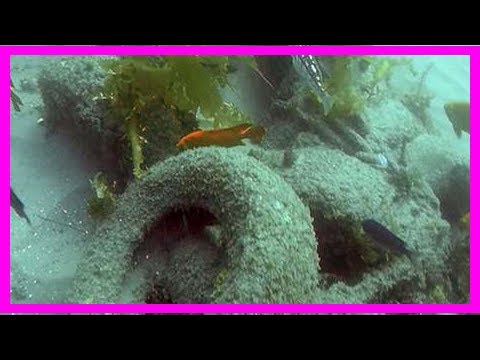 Divers Removing 30-Year-Old Junk Reef off California Coast