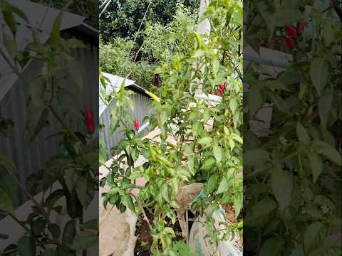 বারো মাস মরিচ দেওয়া গাছ #food #ayesha #funny #vlog #shorts #viral