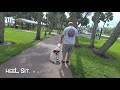 8 Month Old Labrador Retriever 8 Month Old Labrador Retriever