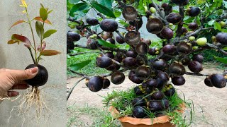 Great Technique for Grafting Mangosteen Fruit To Mangosteen Tree, growing mangosteen tree