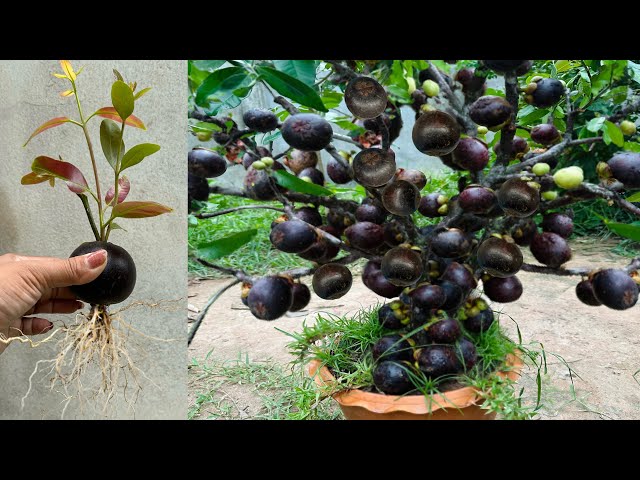 Great Technique for Grafting Mangosteen Fruit To Mangosteen Tree, growing mangosteen tree class=