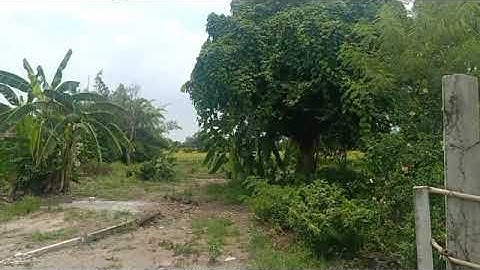 bán đất thổ rẻ xã Phước tuy cần đước long an.