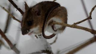 Желтогорлая Мышь. Yellow-Throated Mouse