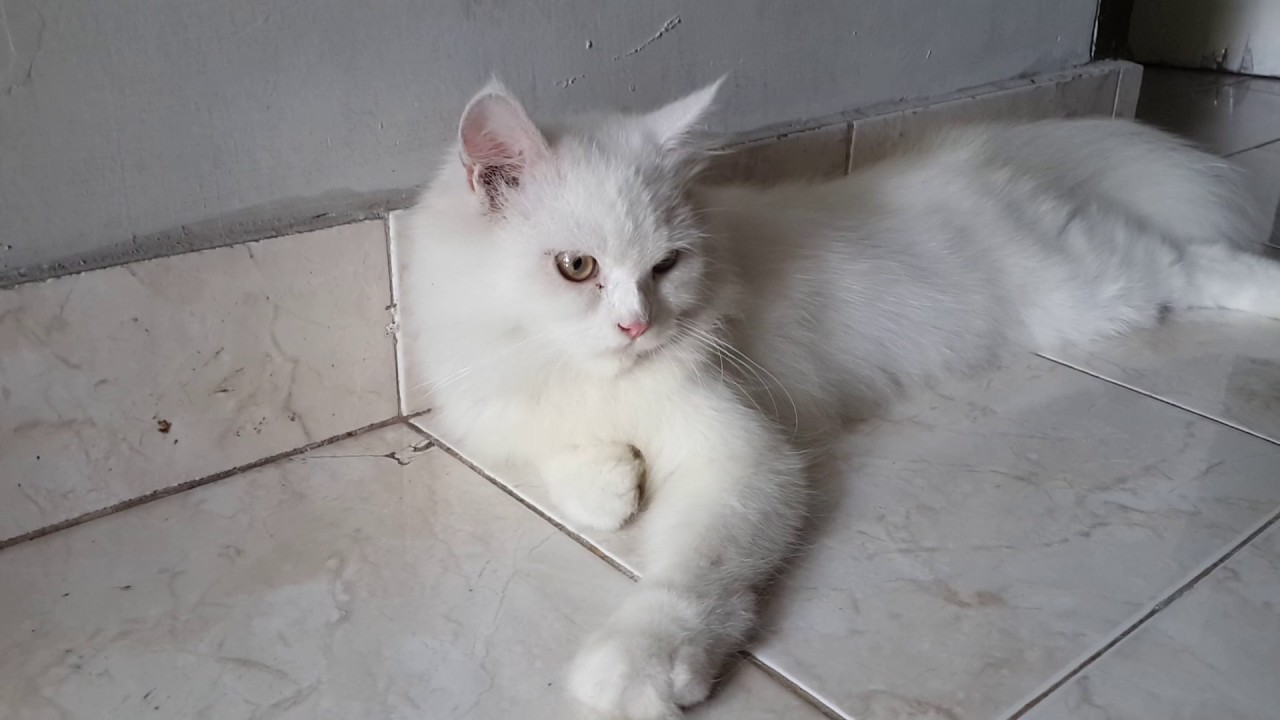 7000 Koleksi Hantu Kucing Gratis Terbaru 7000 Koleksi Hantu Kucing Gratis Terbaru