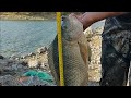 súper pesca tilapia dé medio metro y saludos
