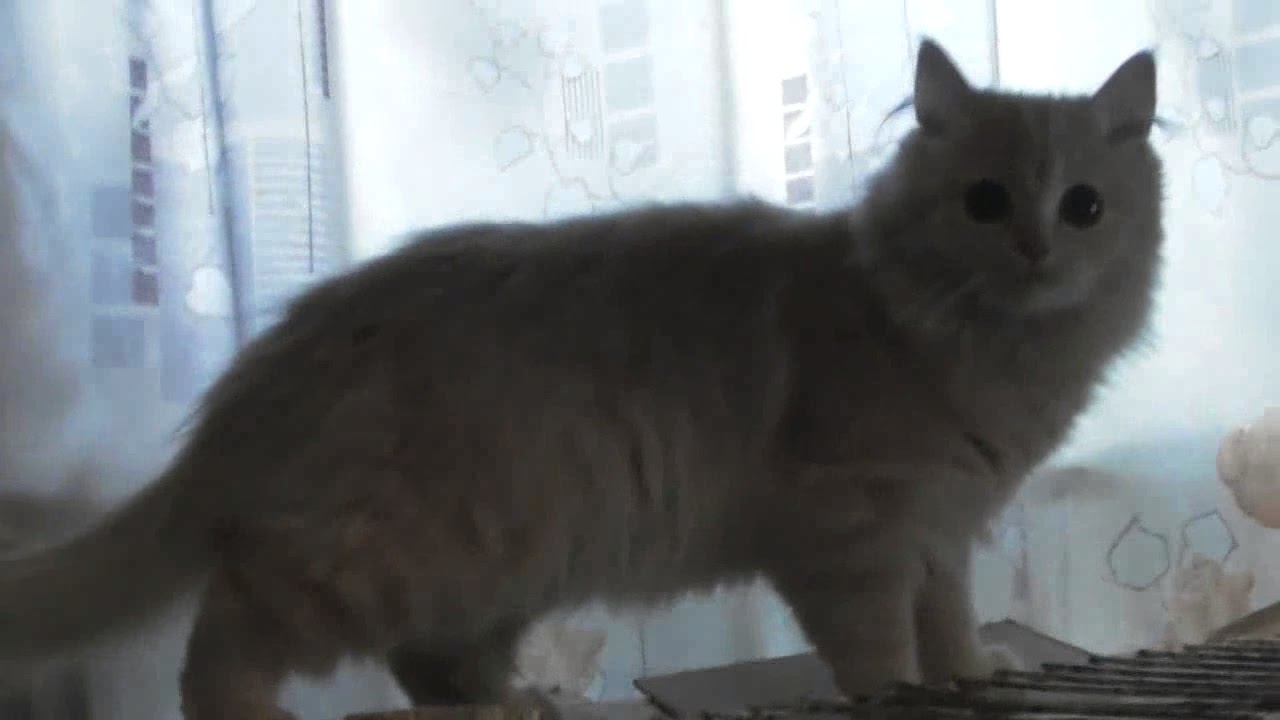 Месячный кот Месячный кот