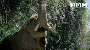Why is it bad luck for an elephant trunk to be down?