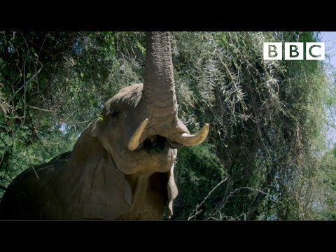 Video: Elefanttusk: beskrivelse og foto. Interessante fakta