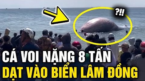 Phát hiện CÁ VOI NẶNG 8 TẤN trôi dạt vào bờ biển Lâm Đồng người dân hiếu kỳ đến xem | Tin 3 Phút