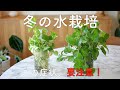 【冬の水栽培】こんな症状が出たら危険信号！【ポトス】