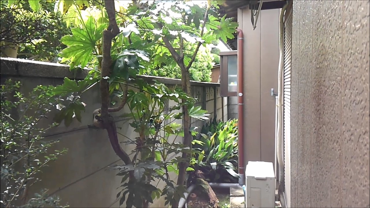 八つ手 ヤツデ の伐採 作業前 作業後 加須市 久喜市 羽生市の植木屋 Youtube 八つ手 ヤツデ の伐採 作業前 作業後 加須市 久喜市 羽生市の植木屋 Youtube