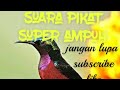 Suara pikat ajaib untuk berburu konin...