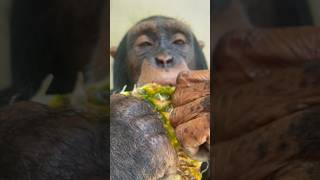 Limbani The Chimpanzee Lost In Pineapple 🍍Heaven.