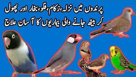 Sick Birds Treatment | Birds Fever and Flu Treatment | Medicine for Birds | Mini Zoo