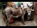 43. We rescued a poor donkey - We're going to restore him, as well as the Finca.