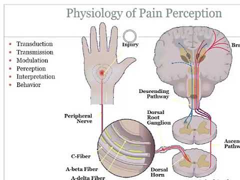 Video: Polyneuropathy - Rawatan Polyneuropathy Dengan Ubat-ubatan Rakyat Dan Kaedah