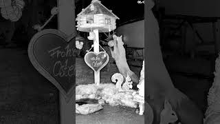 Dieser Fuchs raubte das Vogelhaus aus 🦊😳/ This fox robbed the bird feeder 🦊😳