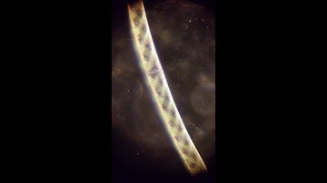 🔬 Testing three video cameras under the microscope