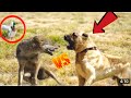 Kangal Saves Duck From a Fox | Kangals Take Down a Wolf!!!