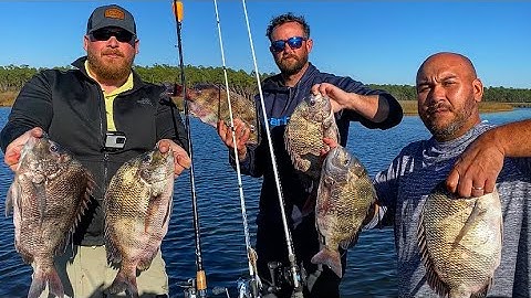 sheepshead fishing using live shrimp!