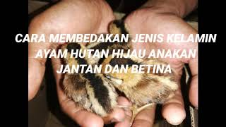 Membedakan jantan betina anakan ayam hutan hijau #ayamhutan #Caraefektifmembedakanayam