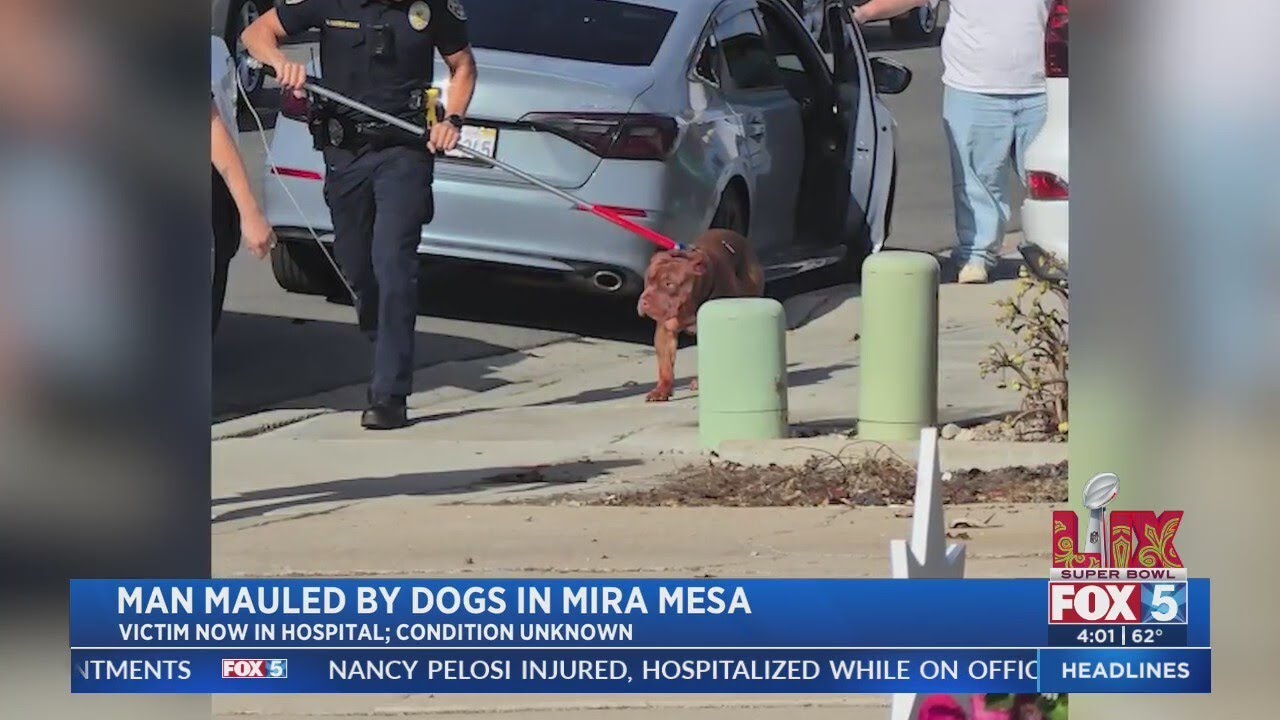 Mira Mesa man viciously mauled by his own dogs