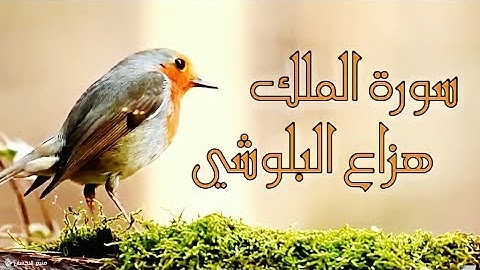 سورة الملك بصوت هزاع البلوشي | ارح قلبك ❤