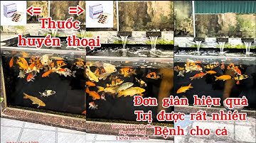 Cá Koi Hay Cạ Mình Là Bệnh Gì - Cách Xử Lý Và Điều Trị Hiệu Quả | Nhân Vlog 1989.