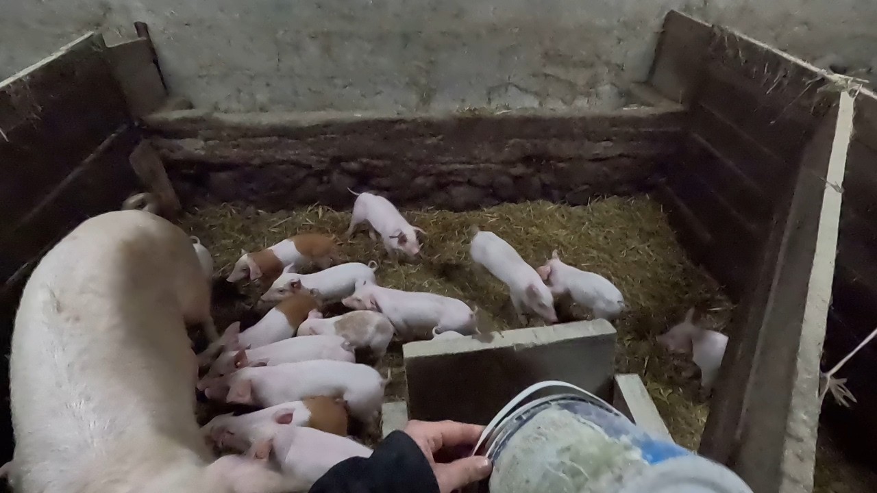 #351 Sprzedaż Tuczników || Odsadzenie Warchlaków || Rekord 17 Odchowanych Prosiąt