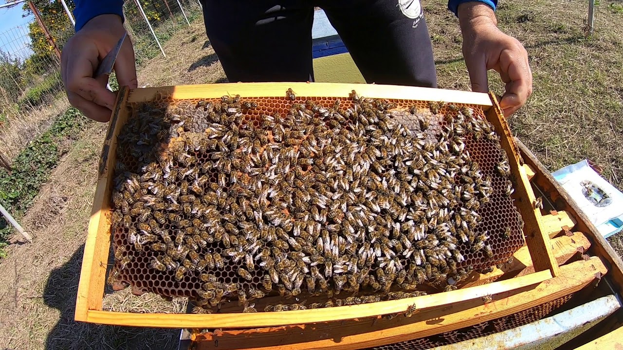 Έλεγχος για γέννα της βασίλισσας