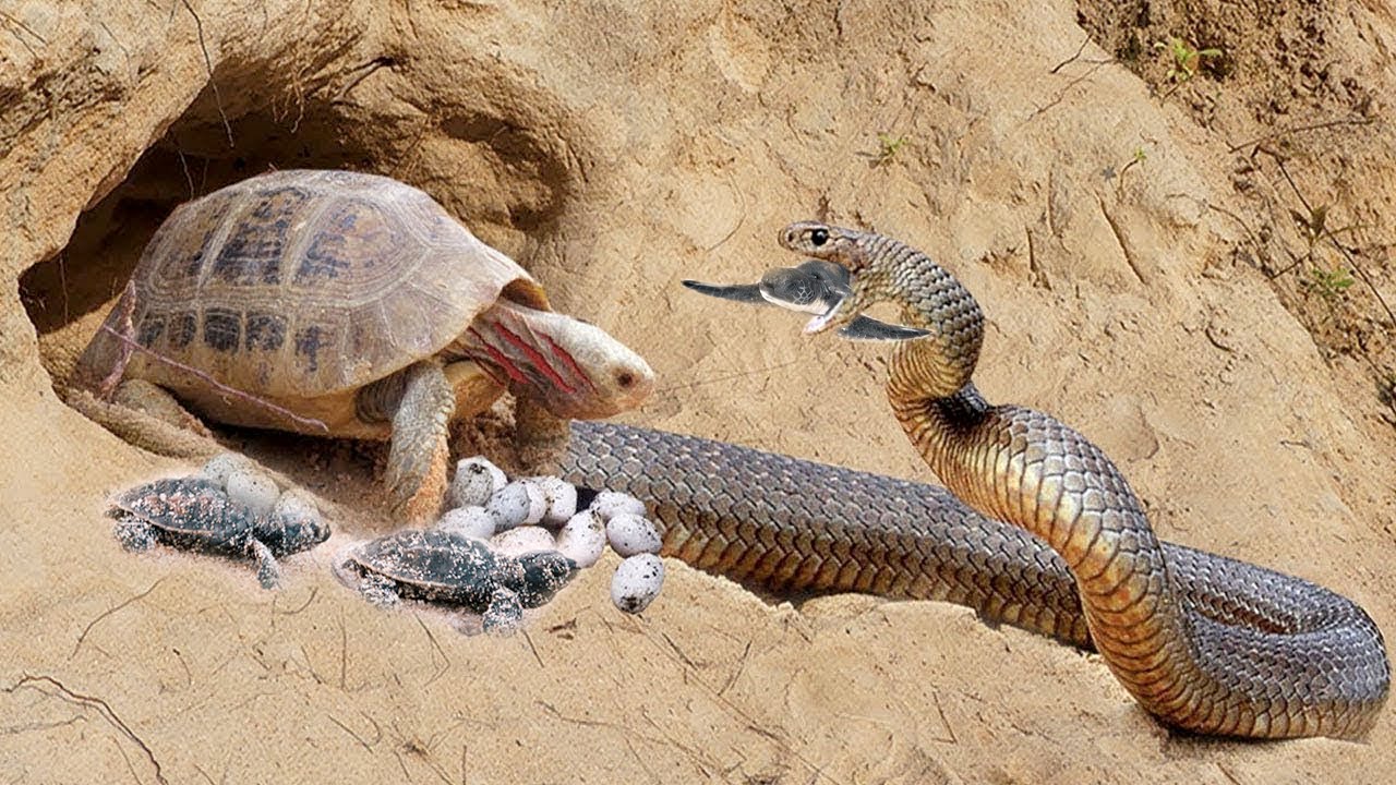 Can a Snake Eat a Turtle?