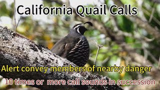 California Quail Call Sounds, Alert Convey Their Family Members Nearby Danger, Or Preparing To Move