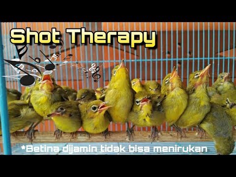 Terapi Pleci (Yang Awalnya Ga' Nembak Jadi Nembak)