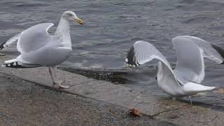 Herring Gulls courting