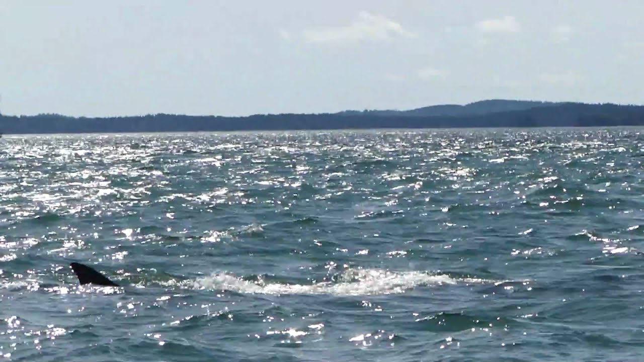 Capt Riddle s Whale Watch Cruises Finback Whale Campobello Island capt-riddle-s-whale-watch-cruises-finback-whale-campobello-island