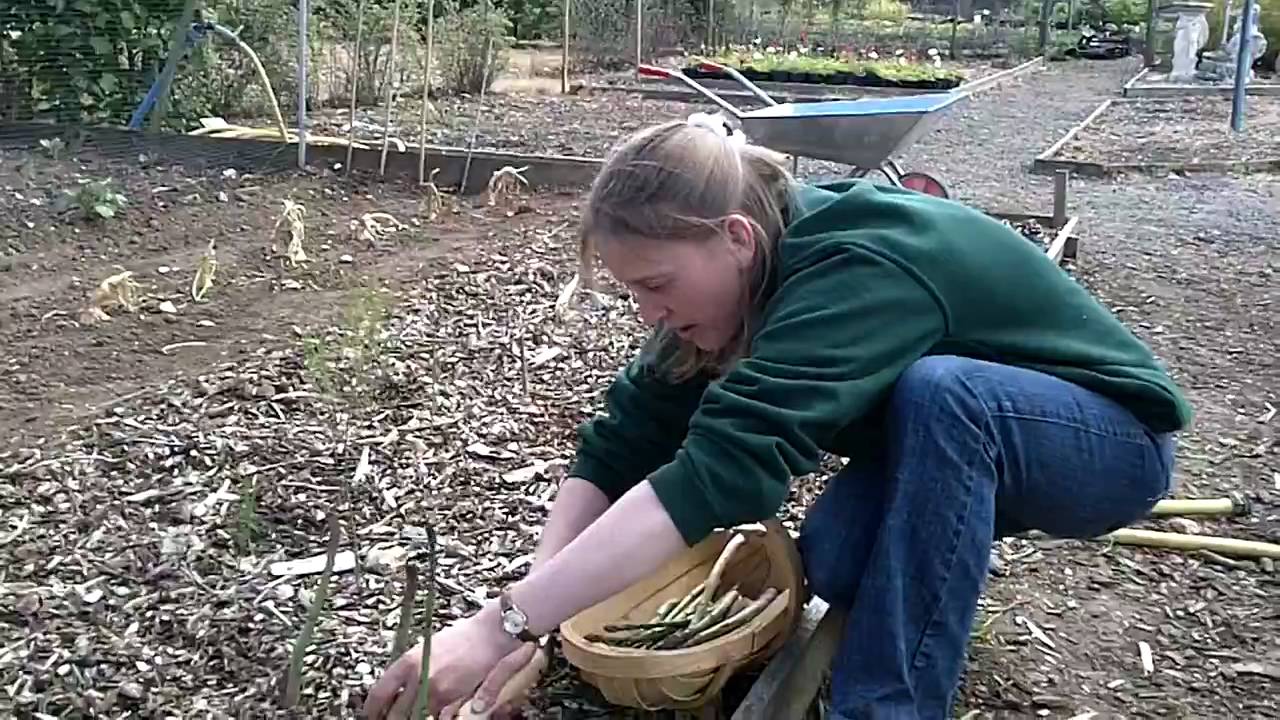 Harvesting Asparagus YouTube