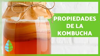 Benefits of Kombucha Properties What It s Used For and How to Make Kombucha