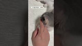 아기 고양이 볼살 만지기🐱